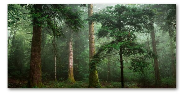 Imagine de sticlă Ceață în pădure