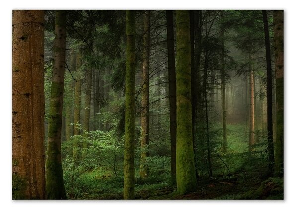 Tablou sticlă Ceață în pădure