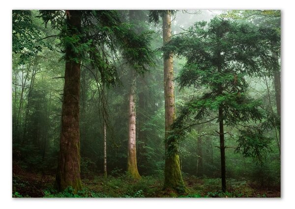 Imagine de sticlă Ceață în pădure