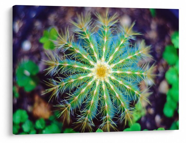 Tablou cu cactus (70x50 cm)