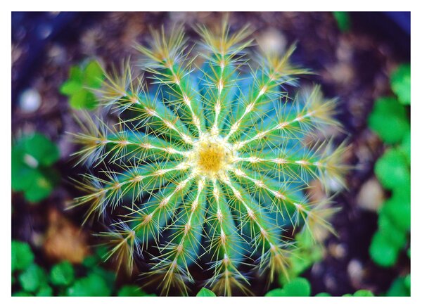 Tablou cu cactus (70x50 cm)