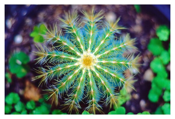 Tablou cu cactus (90x60 cm)