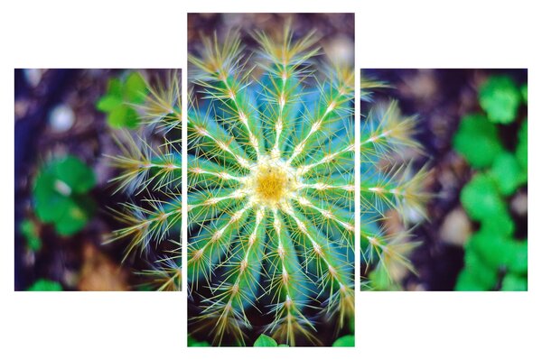 Tablou cu cactus (90x60 cm)