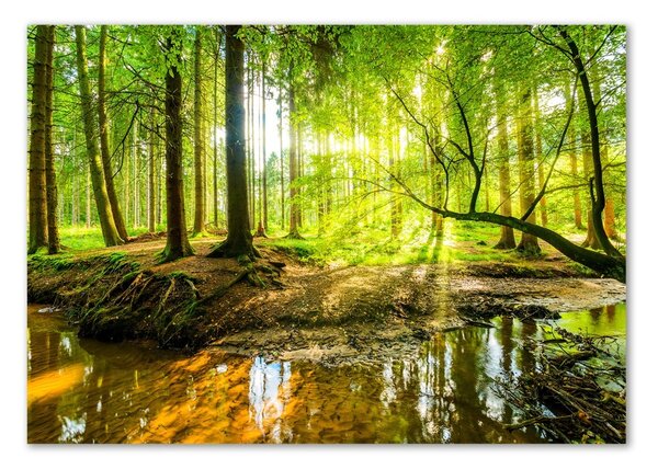 Fotografie imprimată pe sticlă Iazul în pădure