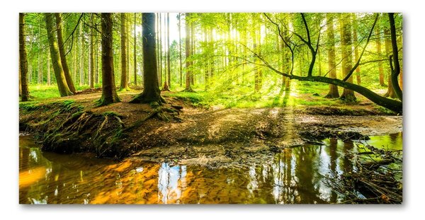 Fotografie imprimată pe sticlă Iazul în pădure