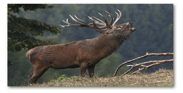 Tablou Printat Pe Sticlă Deer pe deal