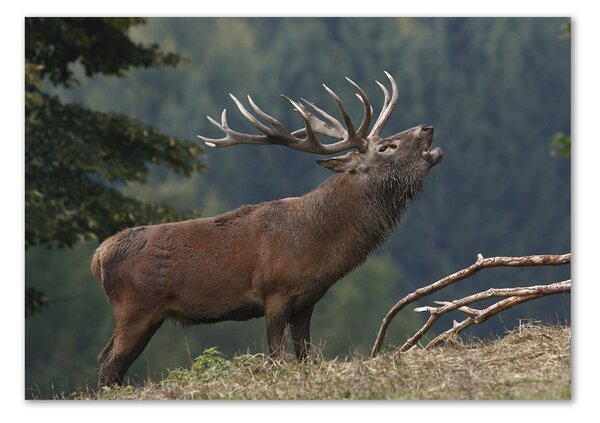 Tablou Printat Pe Sticlă Deer pe deal