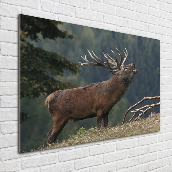 Tablou Printat Pe Sticlă Deer pe deal
