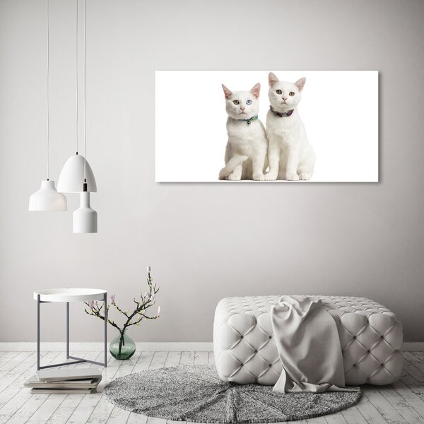Print pe canvas pisici albe