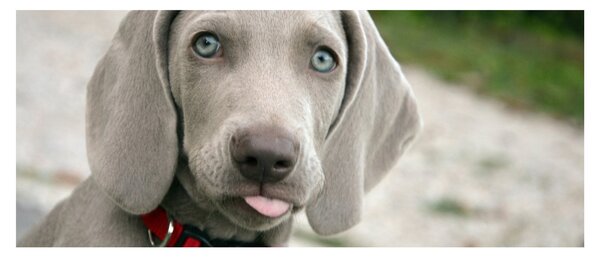 Tablou - cățeluș weimaraner (120x50 cm)