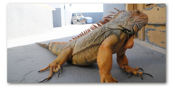 Tablou Printat Pe Sticlă Iguană