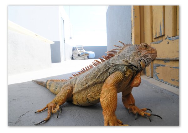 Tablou Printat Pe Sticlă Iguană