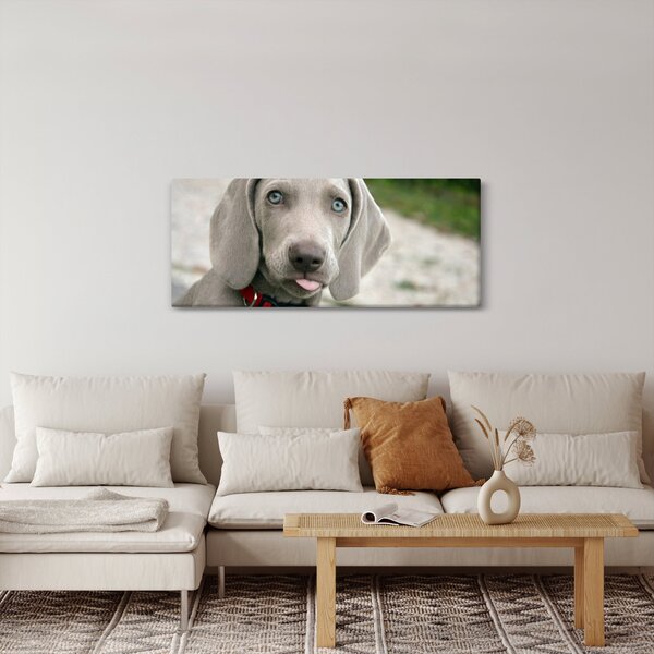 Tablou - cățeluș weimaraner (120x50 cm)