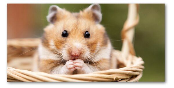 Tablou sticlă Hamster în coș