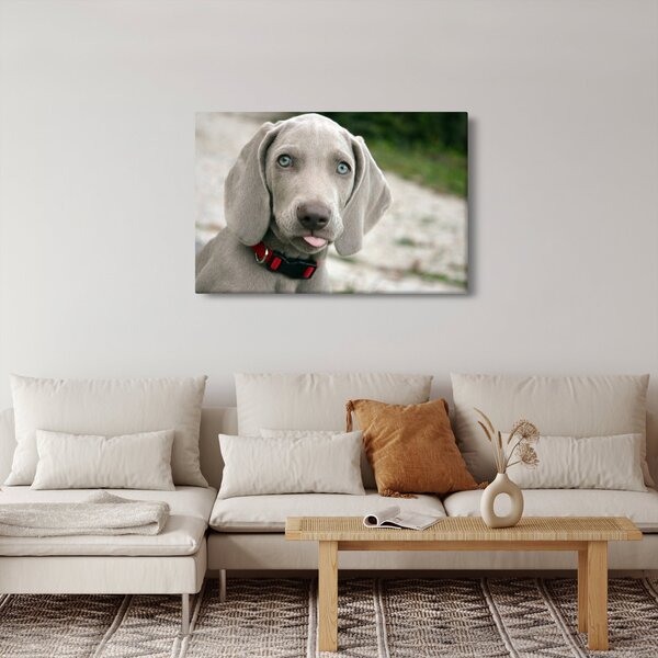 Tablou - cățeluș weimaraner (90x60 cm)