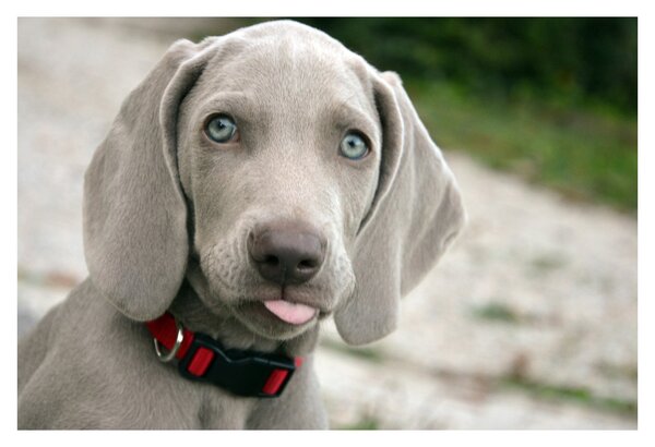 Tablou - cățeluș weimaraner (90x60 cm)