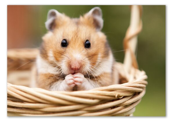 Tablou sticlă Hamster în coș