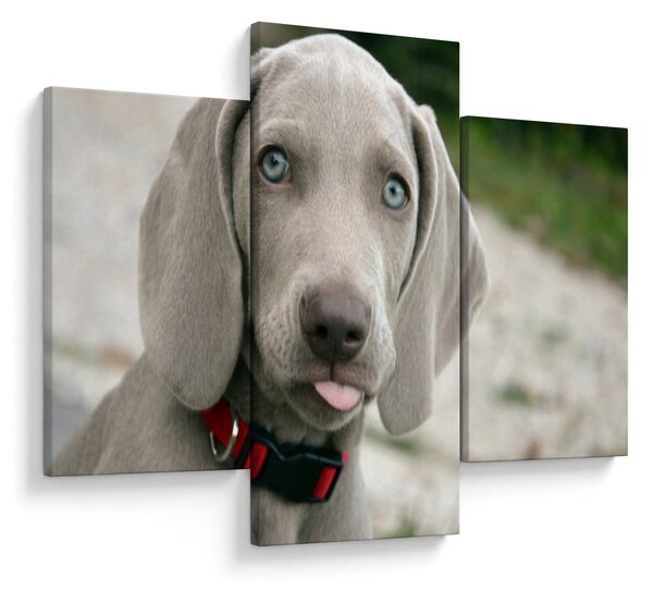 Tablou - cățeluș weimaraner (90x60 cm)