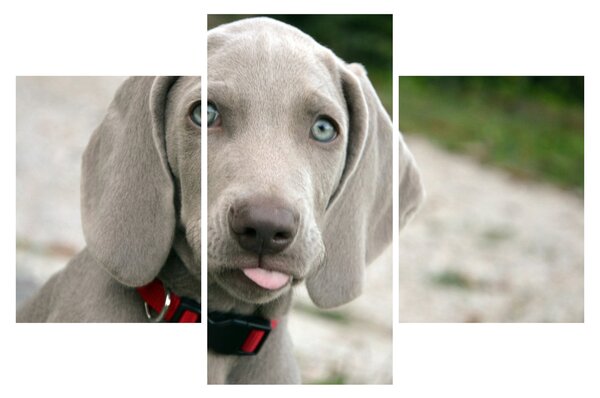 Tablou - cățeluș weimaraner (90x60 cm)
