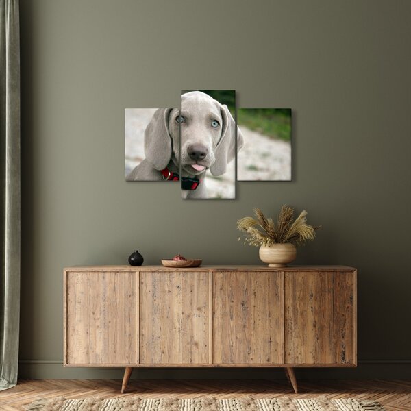 Tablou - cățeluș weimaraner (90x60 cm)