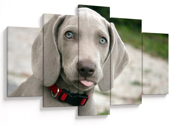 Tablou - cățeluș weimaraner (150x105 cm)