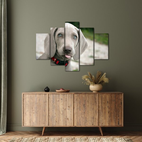 Tablou - cățeluș weimaraner (150x105 cm)