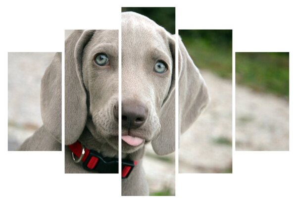 Tablou - cățeluș weimaraner (150x105 cm)