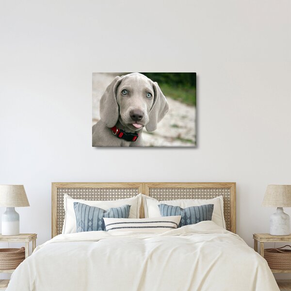 Tablou - cățeluș weimaraner (70x50 cm)