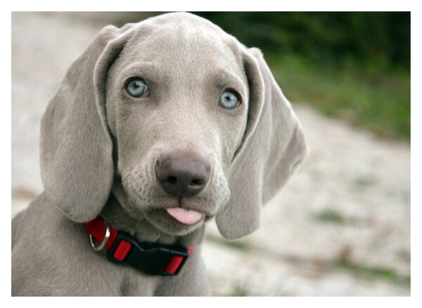 Tablou - cățeluș weimaraner (70x50 cm)