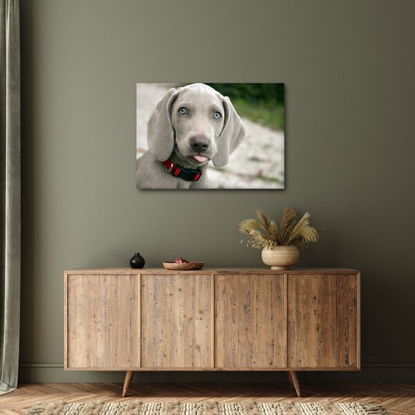 Tablou - cățeluș weimaraner (70x50 cm)