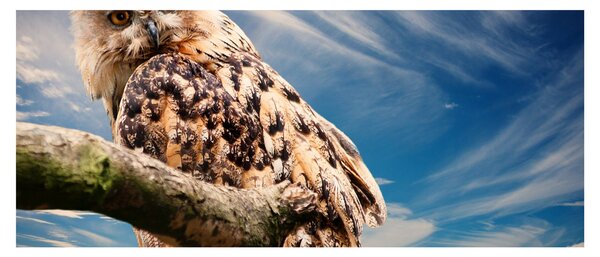 Tablou cu bufnița (120x50 cm)