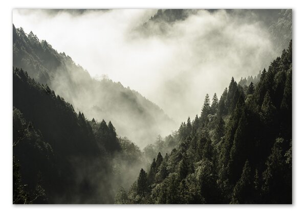 Fotografie imprimată pe sticlă Ceață peste pădure