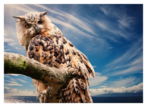 Tablou cu bufnița (70x50 cm)