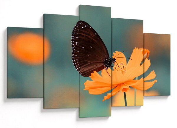 Tablou - fluture pe o floare portocalie (150x105 cm)
