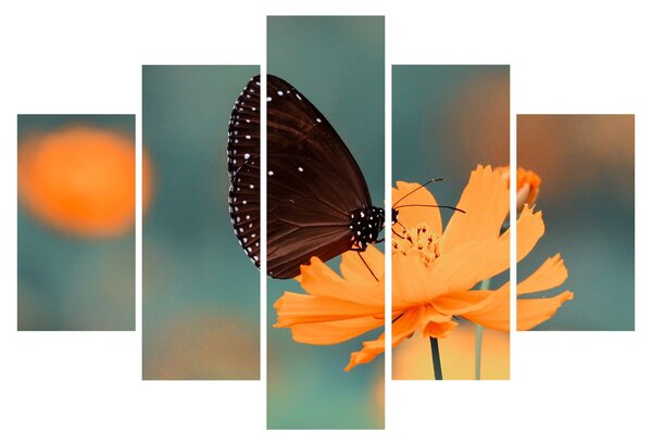 Tablou - fluture pe o floare portocalie (150x105 cm)