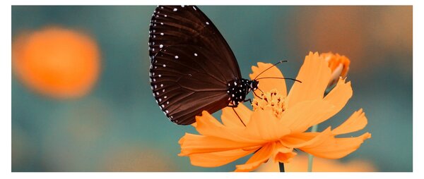 Tablou - fluture pe o floare portocalie (120x50 cm)