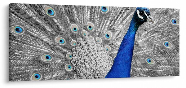 Tablou - păun albastru (120x50 cm)