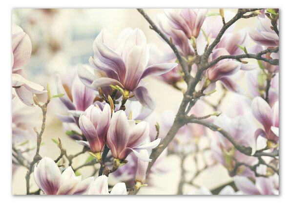 Tablou din Sticlă Magnolie