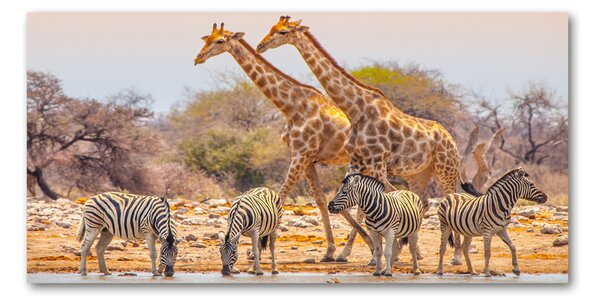 Tablou Printat Pe Sticlă Girafe și zebre