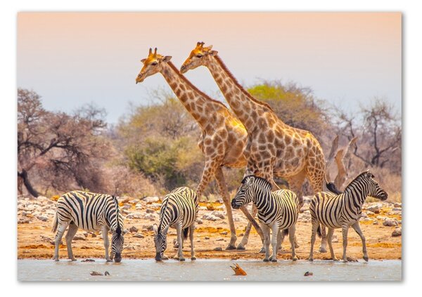 Tablou Printat Pe Sticlă Girafe și zebre