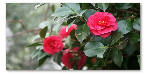 Tablou sticlă camelia