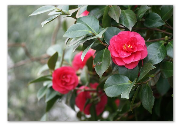 Tablou sticlă camelia
