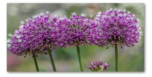 Tablou sticlă floare de usturoi