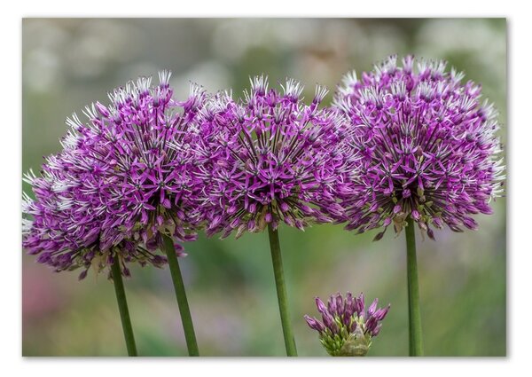 Tablou sticlă floare de usturoi