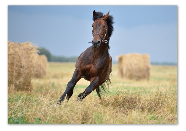 Imagine de sticlă Un cal în galop