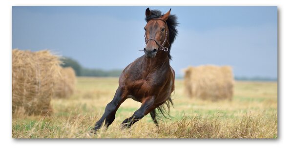 Imagine de sticlă Un cal în galop