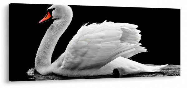 Tablou cu lebăda alb neagră (120x50 cm)