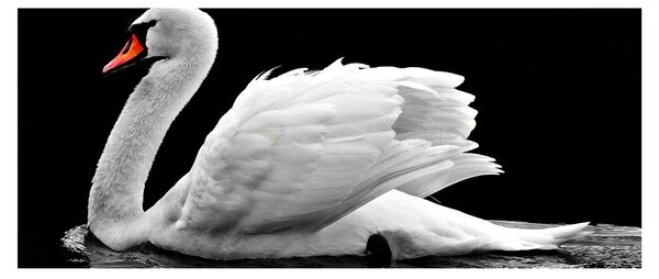 Tablou cu lebăda alb neagră (120x50 cm)