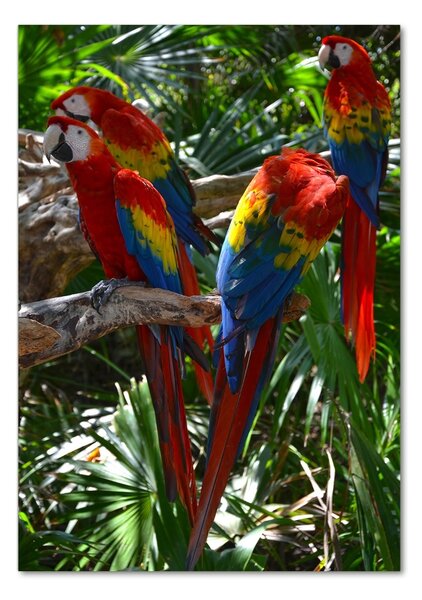Tablou sticlă papagali Macaws