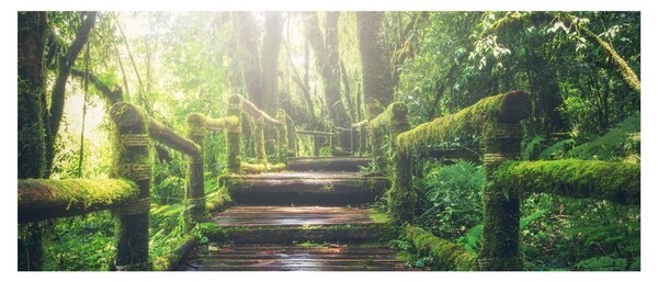 Tablou - trepte din lemn în pădure (120x50 cm)